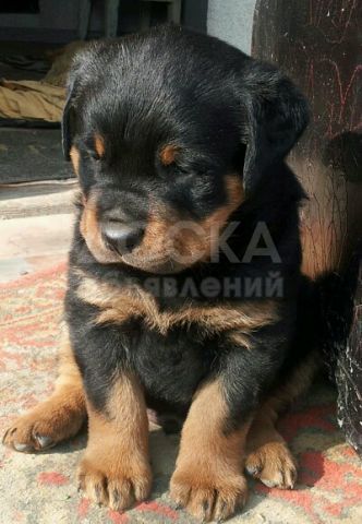 Продаю щенков Ротвейлер с Родословной0555372460