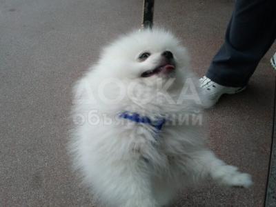 Доступны здоровые щенки померанского шпица (ja.smi.n.ehe.rnadez9@gmail.com)