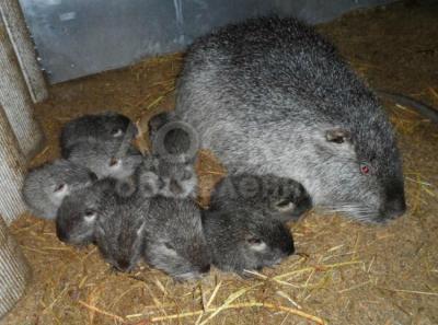 продаю нутрят 1,5 и 3 месяца