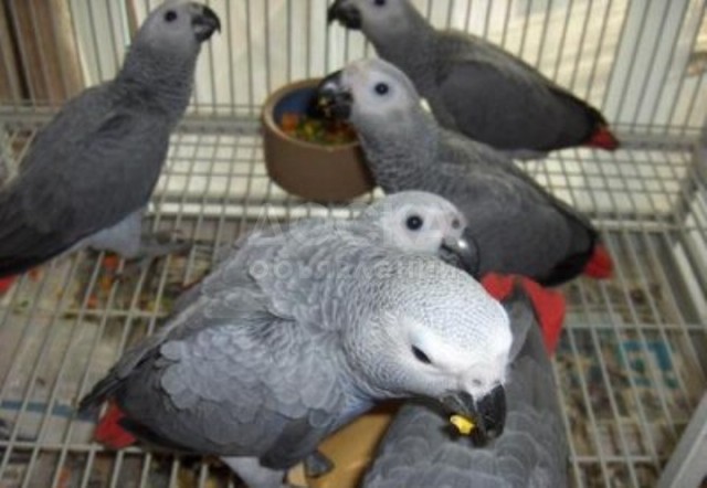 Говорить Жако и другие красивые африканские птицы