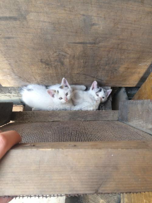 Отдам котят в добрые руки!