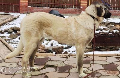 Щенки Кангальской овчарки