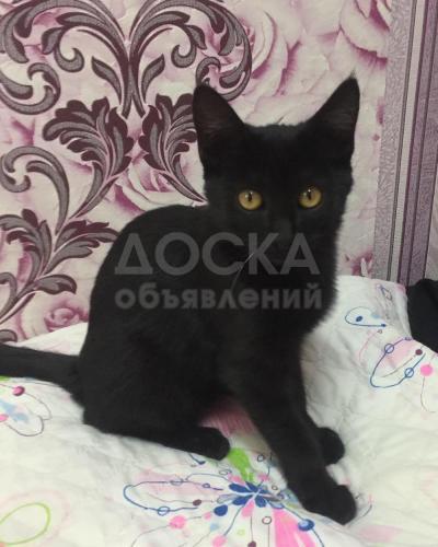 Отдам в добрые руки котёнка