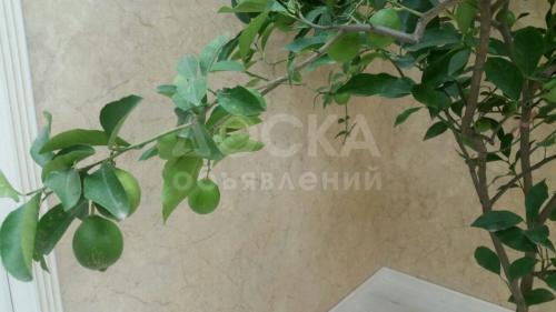 Срочно продаю Лимонное дерево