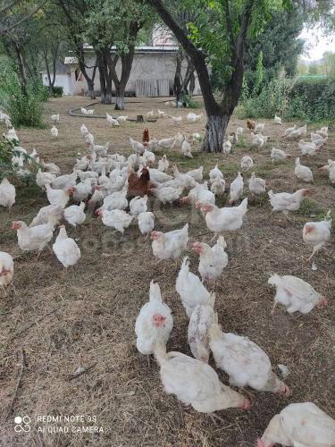 Продаются куры несушки, порода Хай Лайн