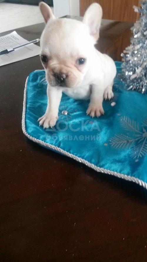 Продается щенок Французский бульдог, девочка