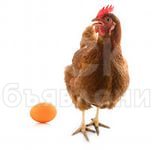 Продаю инкубатор и породистых цыплят и яйиц