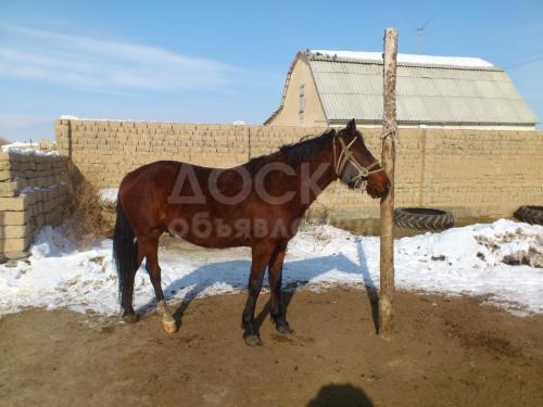 Кунан, бышты чыкма