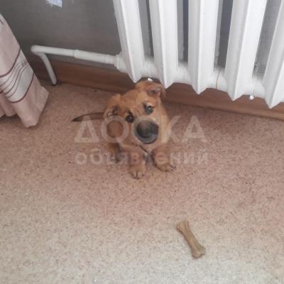 Отдам щенка дворовой породы в добрые руки!