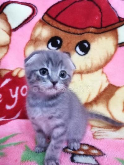 Шатландский веслоухий котёнок