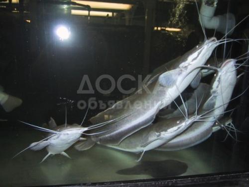 Африканский сом