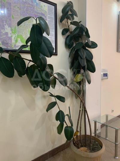 ПРОДАЮ 4 ДЕРЕВА 2 ФИКУСА ОБЫЧНЫХ 2 ФИКУСА БЕНЖАМИНА