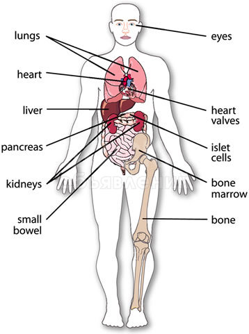 Тест организма
