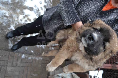 Щенки кавказской овчарки