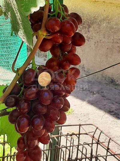 Продаю столовые сорта винограда со своего участка