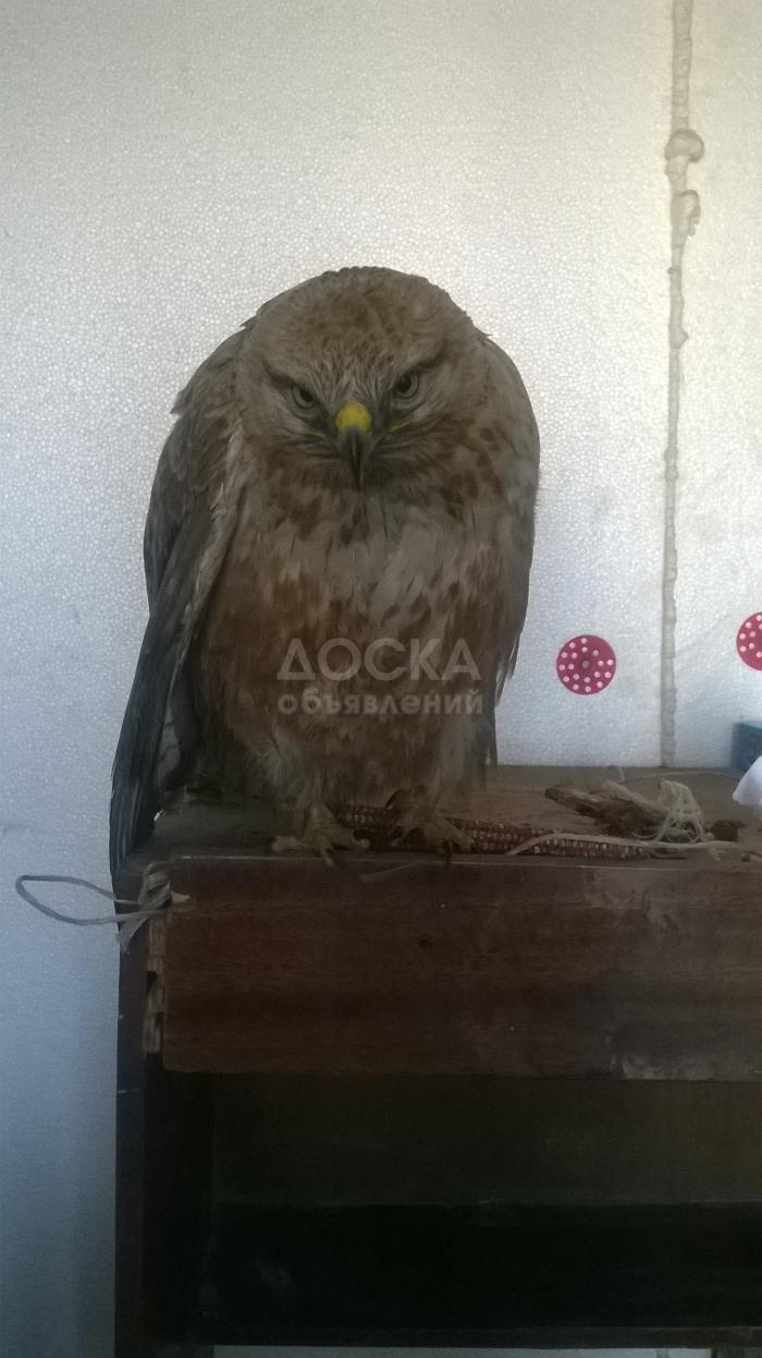 Продается ястреб