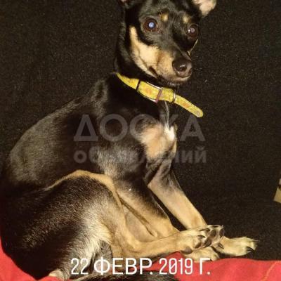 РЕПОСТ!!! ПРОПАЛА СОБАКА В РАЙОНЕ СЕЛО ОРТОСАЙ Г. БИШКЕК. ПОРОДА ТОЙ-ТЕРЬЕР 23.02.19Г. БЫЛО В ЖЕЛТОЙ КУРТОЧКЕ И С ЖЕЛТЫМ ОШЕЙНИКОМ. ПРОШУ КТО НАШЕЛ ЕЕ ВЕРНИТЕ ЗА ВОЗНАГРАЖДЕНИЕ. ЕЕ ДЕТИ ОЧЕНЬ ЖДУТ И ЛЮБЯТ ЕЕ. НЕ БУДЬТЕ РАВНОДУШНЫМИ. 0701999229.0701832000.