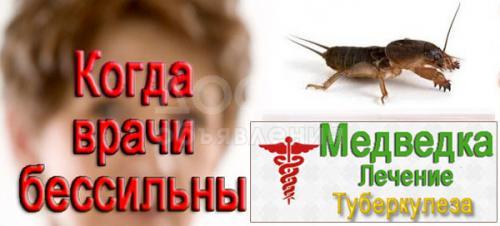 Медведка: лучшее средство для профилактики туберкулеза