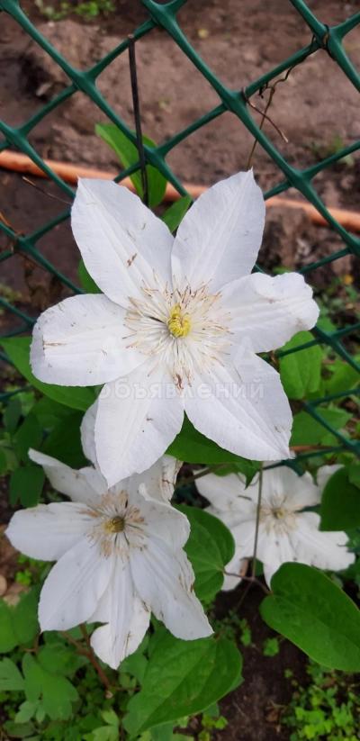 Клематисы
