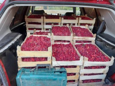 Продаю участок сельхоз назначения, 1,5 га Село Кызыл туу.