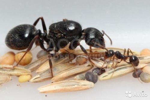 муравьи и муравьиные фермы! уже в бишкеке!