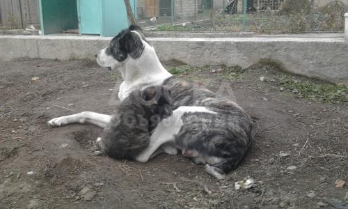 Продаю щенка алабая 1 мес.