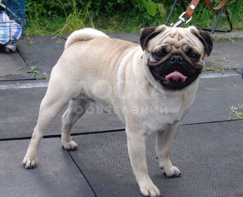 Мопс на вязку