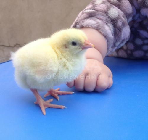 Продаю суточных бройлеров кросс "КОББ 500" " Арбор Айкрест"