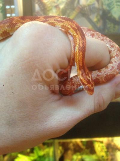 продаю змею