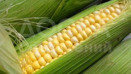 продаю кукурузу