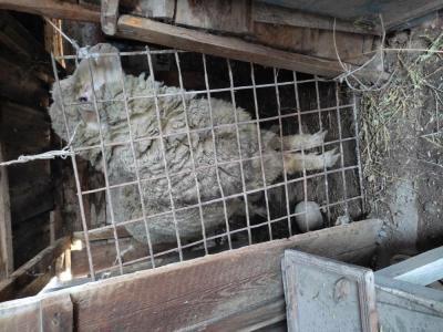 Баран меринос кочкор