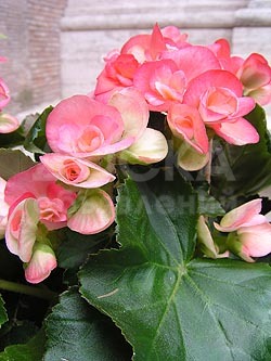 Рассада цветов в наличии и на заказ