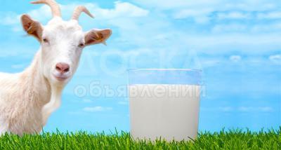 козье молоко