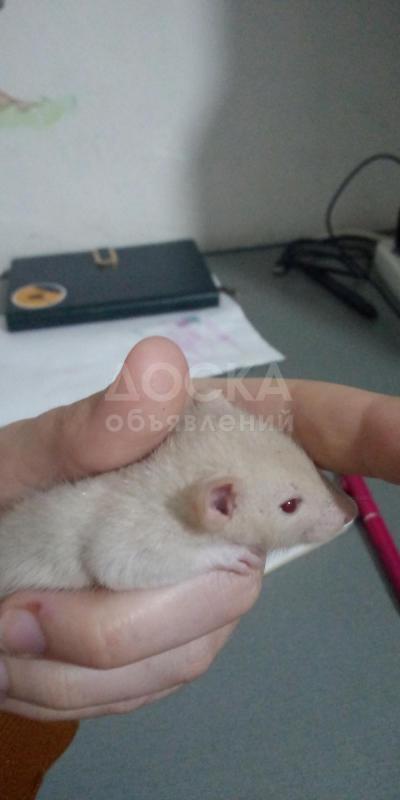 Крыски породы дамбо