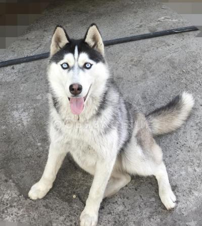 Продаю хаски девочка 2 года , чистокровная , документы имеются , полностью привита, цена договорная