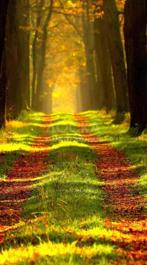 Продаю участок сельхоз назначения, 2 га Алатоо.2га яблоня..