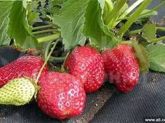 Агроволокно мульчирующее (Спанбонд, агротекс)