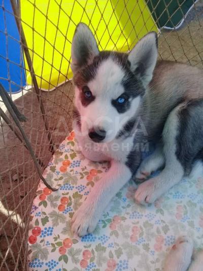 Продаю чистокровных щенков Сибирской хаски