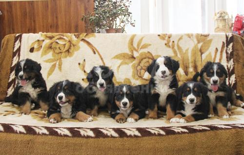Продаю щенков Бернского Зенненхунда