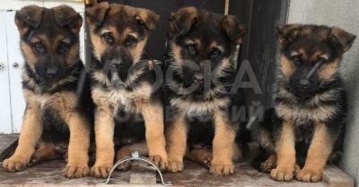 Срочно отдаю ДАРОМ щенков немецкой овчарки. Звонить с 19:00 до 6:00