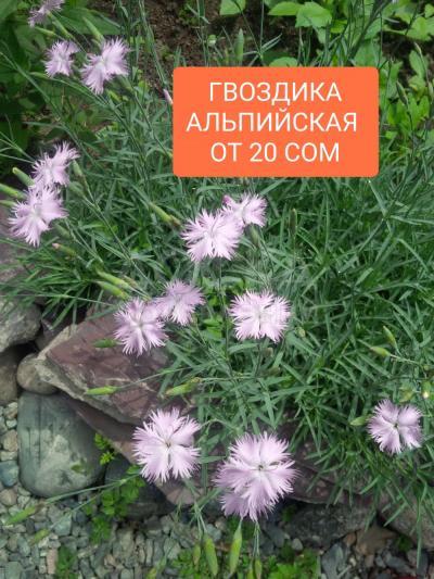 Садовые многолетники недорого