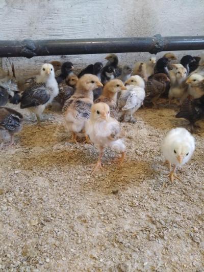 Продаю 3х недельных цыплят