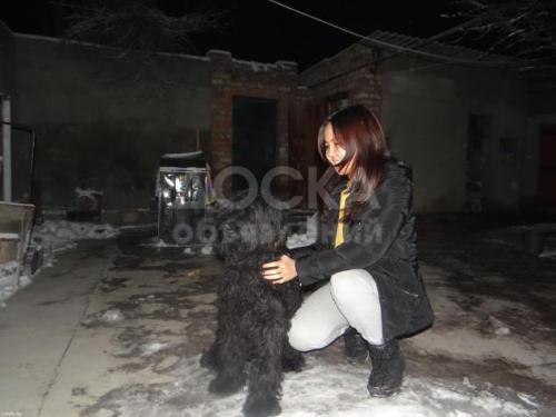 Продаю Ризеншнауцера, 10 месяцев, родословная, документы.