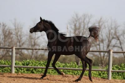 Tiffany Star – прекрасная вороная чистокровная арабская кобылка 2017 г.р.