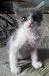 Здоровый, порода