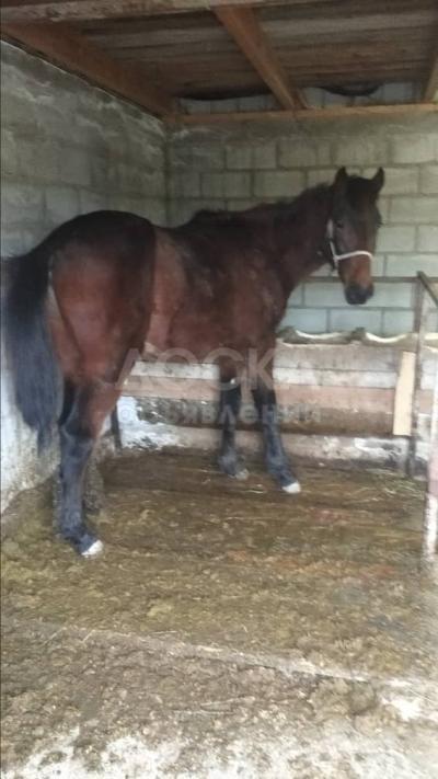 Семит жылкы сатылат