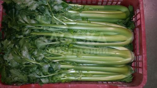 Сельдерей Из Испании