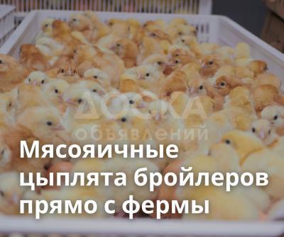 Мясояичные цыплята прямо с фермы.
Оптом.