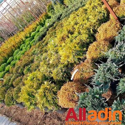 Компания "Alladin строй" будет рада создать каждому жителю Кыргызстана райский уголок среди городской суеты!