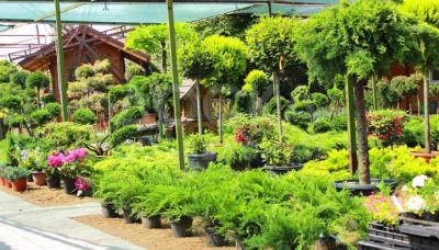 Хвойные растения, лиственные деревья, декоративные, цветущие и ягодные кустарники, плодовые деревья.